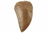 Serrated, Juvenile Carcharodontosaurus Tooth #249432-1